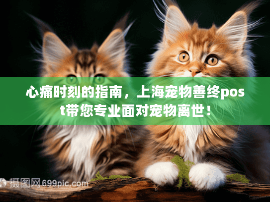 心痛时刻的指南,上海宠物善终post带您专业面对宠物离世!