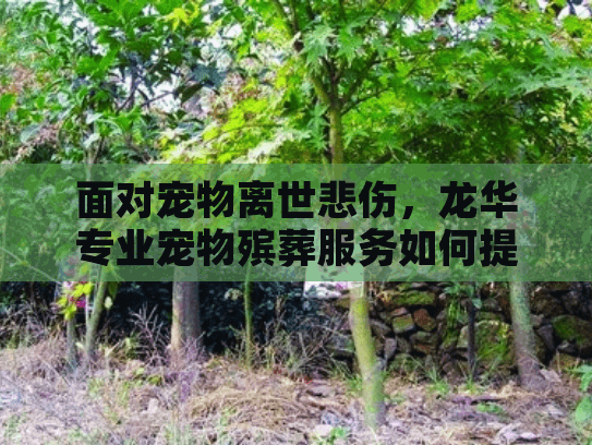 面对宠物离世悲伤，龙华专业宠物殡葬服务如何提供专业关怀？