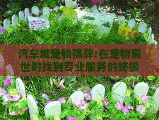汽车城宠物殡葬:在宠物离世时找到专业服务的终极指南