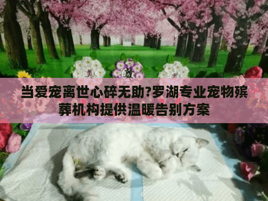当爱宠离世心碎无助?罗湖专业宠物殡葬机构提供温暖告别方案