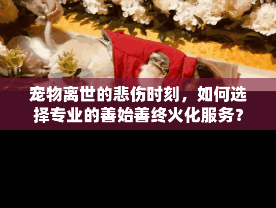 宠物离世的悲伤时刻，如何选择专业的善始善终火化服务？