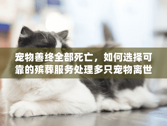 宠物善终全部死亡，如何选择可靠的殡葬服务处理多只宠物离世