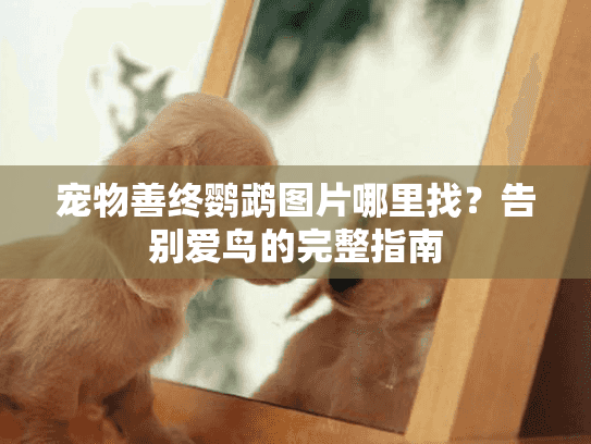 宠物善终鹦鹉图片哪里找？告别爱鸟的完整指南