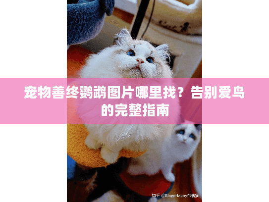 宠物善终鹦鹉图片哪里找？告别爱鸟的完整指南