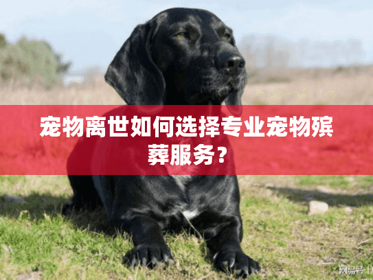 宠物离世如何选择专业宠物殡葬服务？