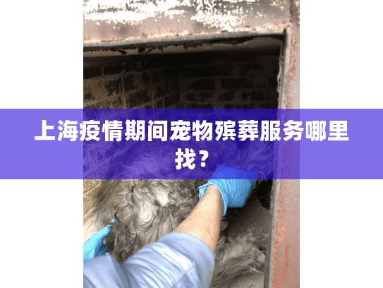 上海疫情期间宠物殡葬服务哪里找？
