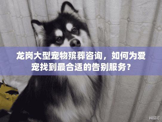 龙岗大型宠物殡葬咨询，如何为爱宠找到最合适的告别服务？