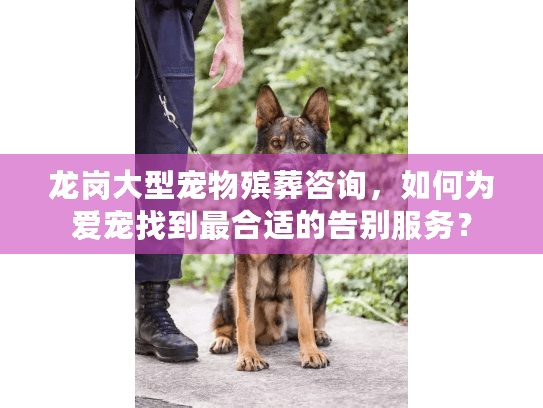 龙岗大型宠物殡葬咨询，如何为爱宠找到最合适的告别服务？