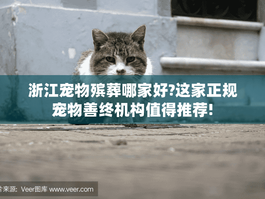 浙江宠物殡葬哪家好?这家正规宠物善终机构值得推荐!