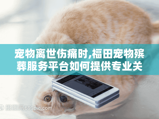 宠物离世伤痛时,福田宠物殡葬服务平台如何提供专业关怀?