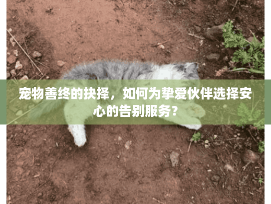 宠物善终的抉择，如何为挚爱伙伴选择安心的告别服务？