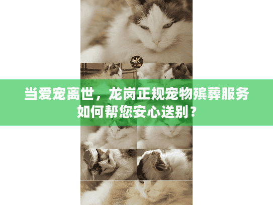 当爱宠离世，龙岗正规宠物殡葬服务如何帮您安心送别？