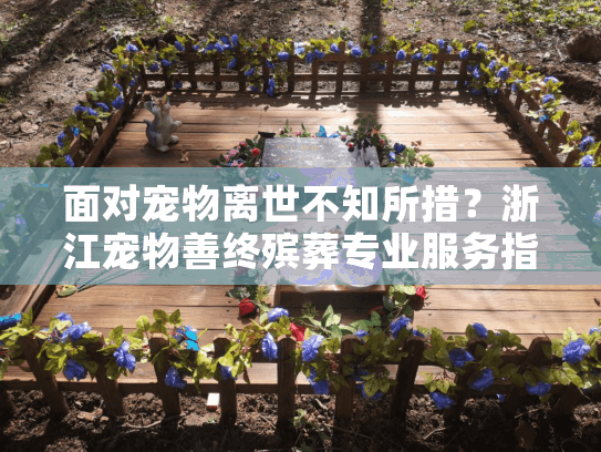 面对宠物离世不知所措？浙江宠物善终殡葬专业服务指南