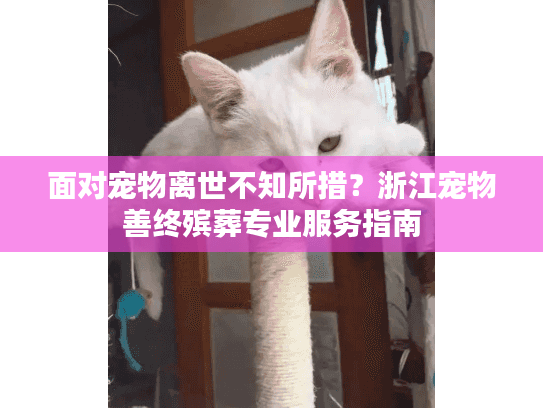 面对宠物离世不知所措？浙江宠物善终殡葬专业服务指南