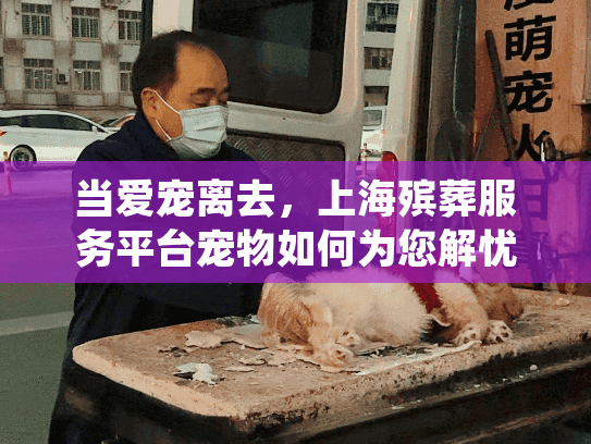 当爱宠离去，上海殡葬服务平台宠物如何为您解忧？