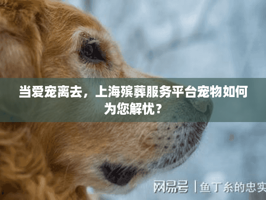 当爱宠离去，上海殡葬服务平台宠物如何为您解忧？