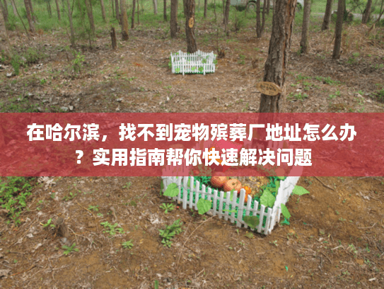 在哈尔滨，找不到宠物殡葬厂地址怎么办？实用指南帮你快速解决问题