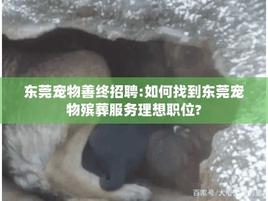 东莞宠物善终招聘:如何找到东莞宠物殡葬服务理想职位?