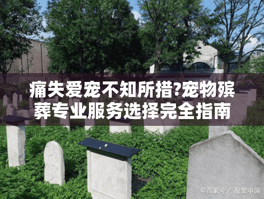痛失爱宠不知所措?宠物殡葬专业服务选择完全指南