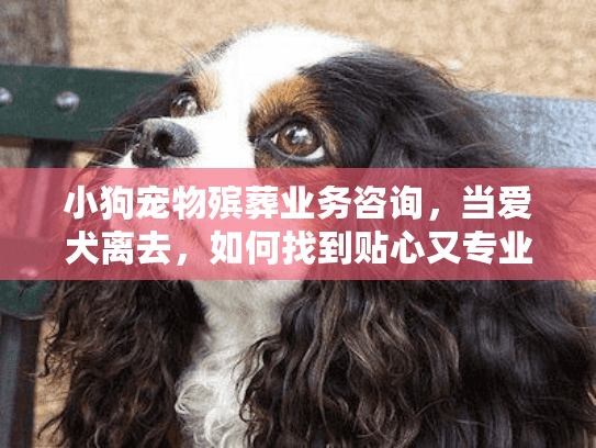 小狗宠物殡葬业务咨询，当爱犬离去，如何找到贴心又专业的告别服务？