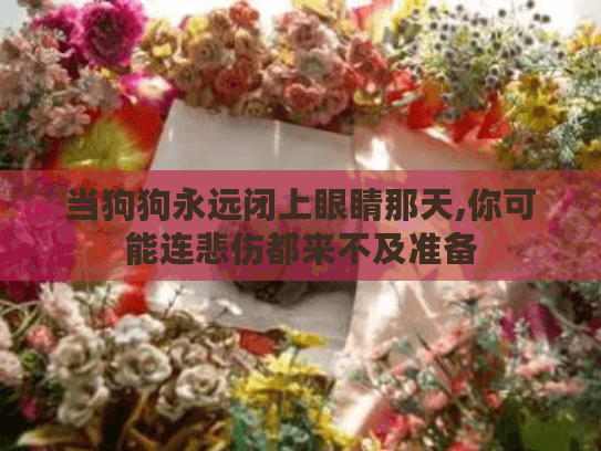 当狗狗永远闭上眼睛那天,你可能连悲伤都来不及准备