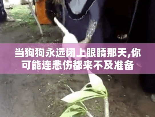 当狗狗永远闭上眼睛那天,你可能连悲伤都来不及准备