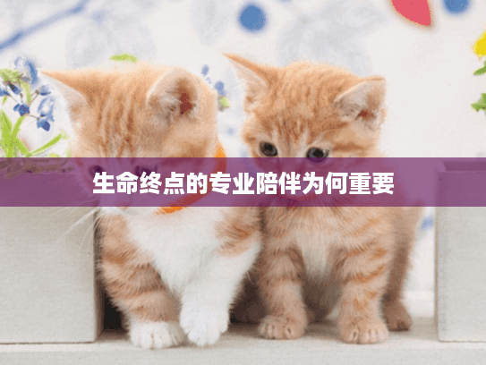 生命终点的专业陪伴为何重要