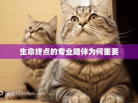 生命终点的专业陪伴为何重要