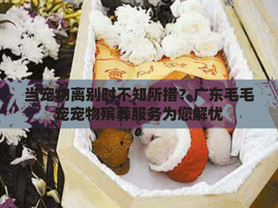当宠物离别时不知所措？广东毛毛宠宠物殡葬服务为您解忧
