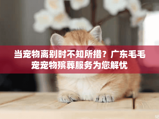 当宠物离别时不知所措？广东毛毛宠宠物殡葬服务为您解忧