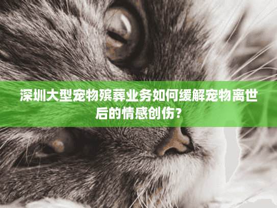 深圳大型宠物殡葬业务如何缓解宠物离世后的情感创伤？