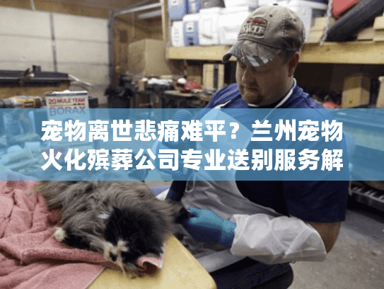 宠物离世悲痛难平？兰州宠物火化殡葬公司专业送别服务解析