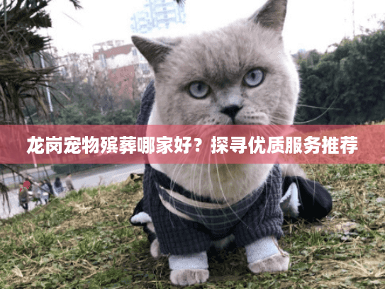 龙岗宠物殡葬哪家好？探寻优质服务推荐