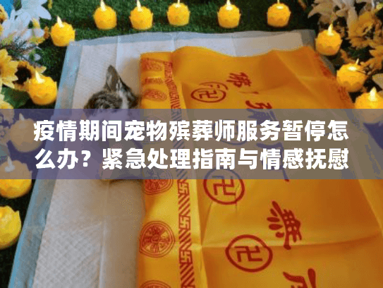 疫情期间宠物殡葬师服务暂停怎么办？紧急处理指南与情感抚慰方案