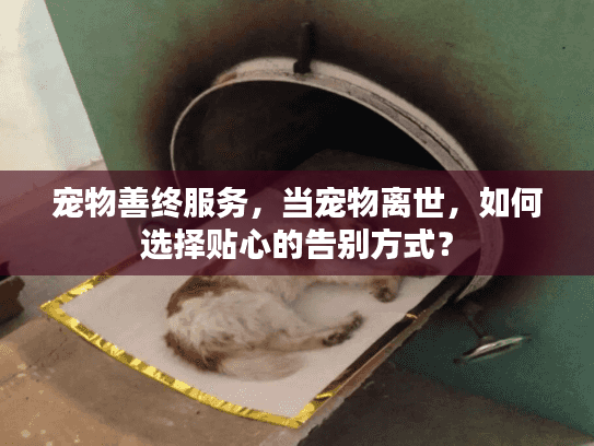 宠物善终服务，当宠物离世，如何选择贴心的告别方式？