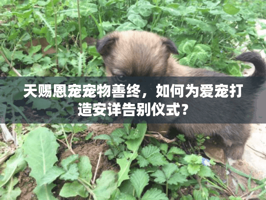 天赐恩宠宠物善终，如何为爱宠打造安详告别仪式？