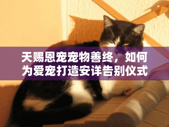 天赐恩宠宠物善终，如何为爱宠打造安详告别仪式？