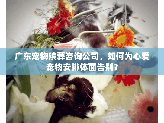 广东宠物殡葬咨询公司，如何为心爱宠物安排体面告别？