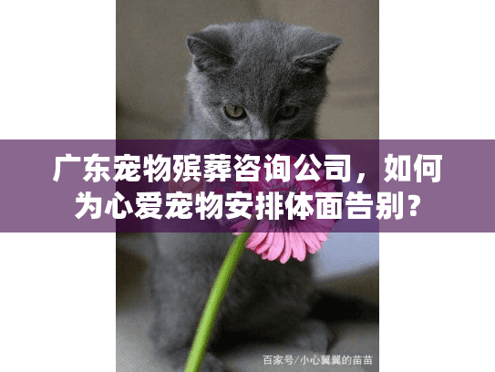 广东宠物殡葬咨询公司，如何为心爱宠物安排体面告别？