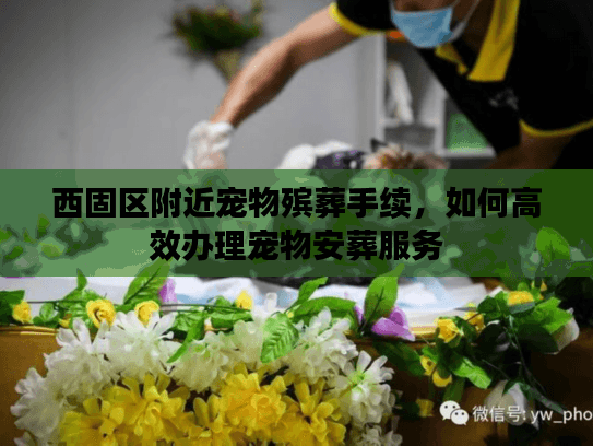 西固区附近宠物殡葬手续，如何高效办理宠物安葬服务