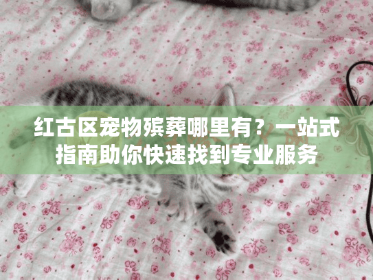 红古区宠物殡葬哪里有？一站式指南助你快速找到专业服务