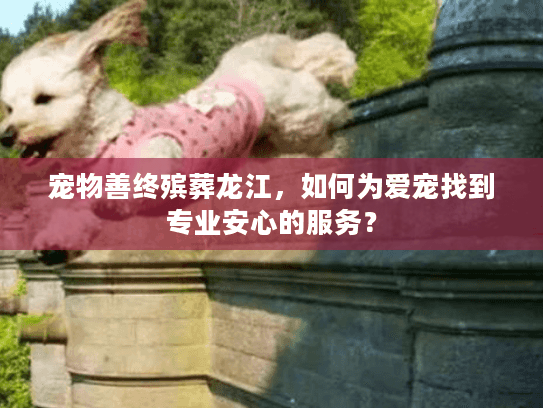 宠物善终殡葬龙江，如何为爱宠找到专业安心的服务？