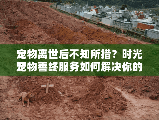 宠物离世后不知所措？时光宠物善终服务如何解决你的困扰？