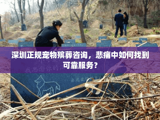 深圳正规宠物殡葬咨询，悲痛中如何找到可靠服务？