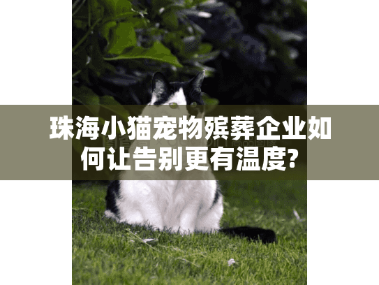 珠海小猫宠物殡葬企业如何让告别更有温度?