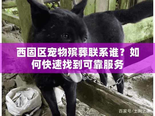 西固区宠物殡葬联系谁？如何快速找到可靠服务