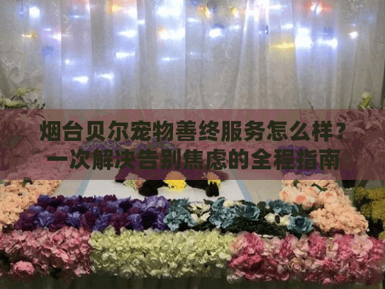 烟台贝尔宠物善终服务怎么样？一次解决告别焦虑的全程指南