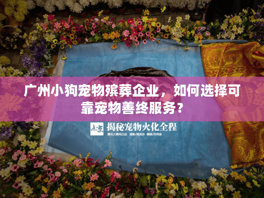 广州小狗宠物殡葬企业，如何选择可靠宠物善终服务？