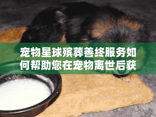 宠物星球殡葬善终服务如何帮助您在宠物离世后获得安心告别？