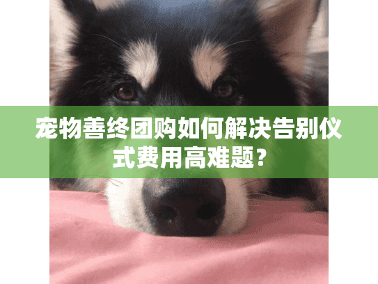 宠物善终团购如何解决告别仪式费用高难题？